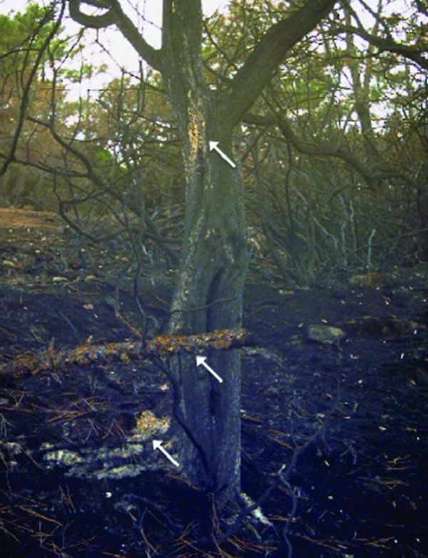 神经孢子菌在自然栖息地，图片描绘了葡萄牙一棵被烧毁的树上的粗糙猪笼草的生长