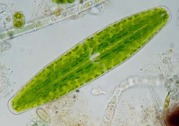 显微镜下的藻类