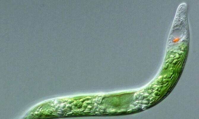 显微镜下的裸藻