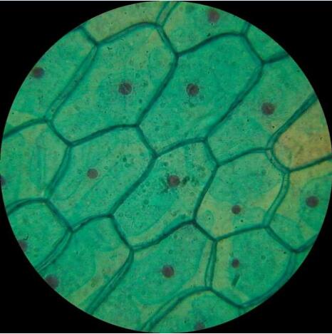 显微镜下的植物细胞